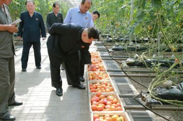 150707 - SK - KIM JONG UN - Marschall KIM JONG UN besichtigte das Wissenschaftliche Institut für Gemüse Pyongyang - 12 - 경애하는 김정은동지께서 평양남새과학연구소를 현지지도하시였다